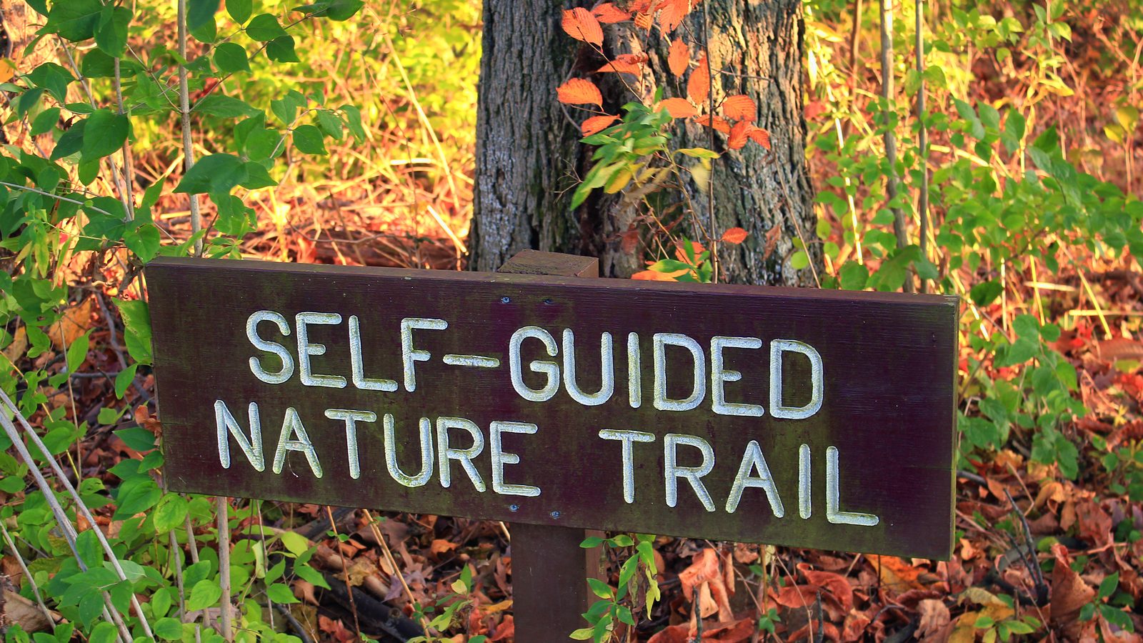 A shaded woodland trail through mature hardwood trees, similar to the wooded trails at Briar Bush Nature Center in Abington, Pennsylvania